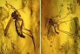 Two Fossil Flies (Diptera) In Baltic Amber #123385-2